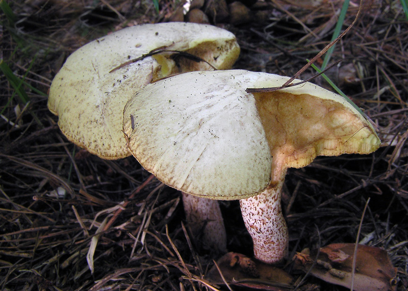 Suillus placidus